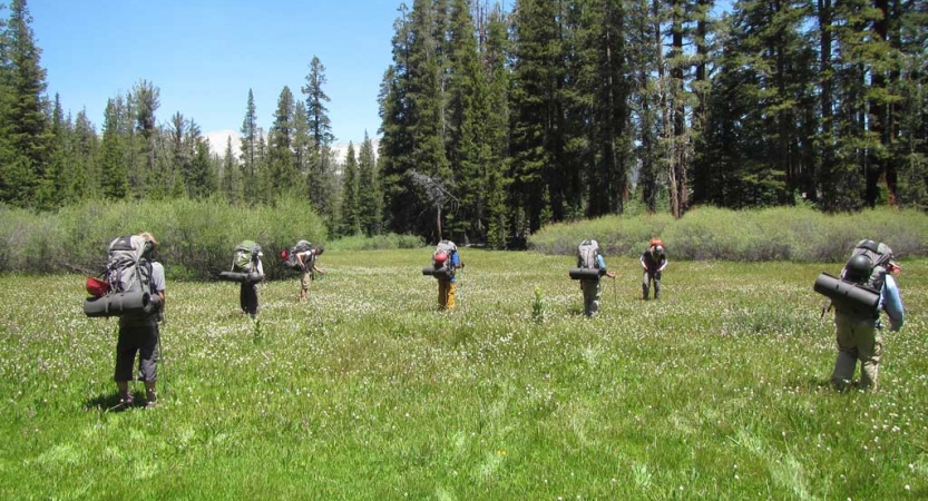 A group of backpackers cross a grassy meadow toward evergreen trees